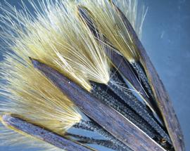   Infructescence:   Porophyllum ruderale ; Photo by M. Segall, USDA APHIS PPQ, imageID.idtools.org
